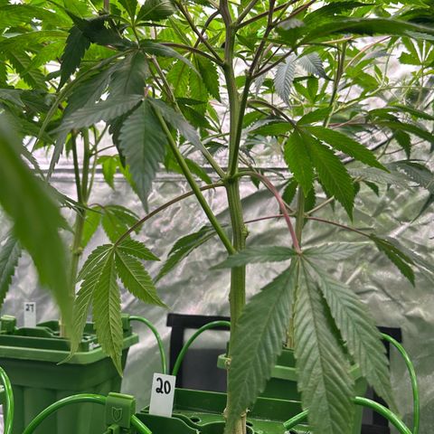 CxLAZ #20 C1 25g growlog timeline photo