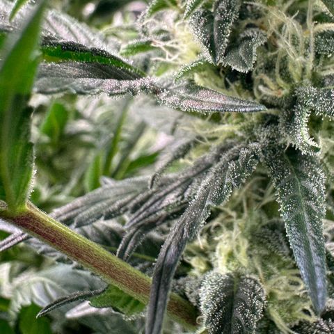 Fuel D.OG #2 Female 49.44g M growlog timeline photo