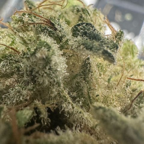 CxLAZ #15 52g growlog photo: Trim and put in grove bag, kind of dry.