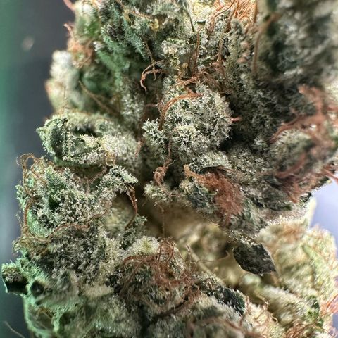 CxLAZ #06 growlog timeline photo