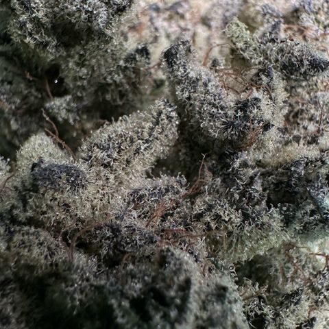 Misc x (LA Kush x Zkittles) #29 25.69g growlog timeline photo