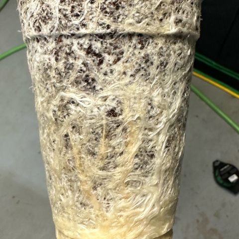 MiscxLAZ 5-4 34.63g growlog photo: Transplanted into 1 gal 