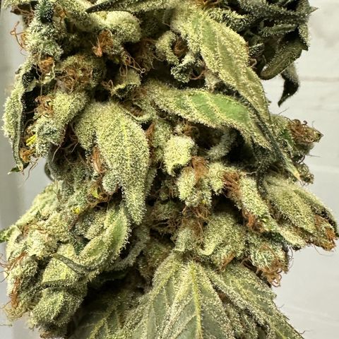 Misc x (LA Kush x Zkittles) #08 growlog photo: Moved to plastic bag