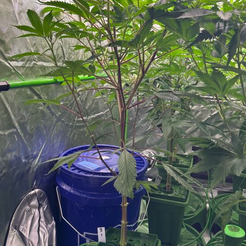 CxLAZ #03 C #1 58.58g growlog timeline photo