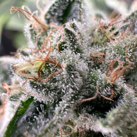 CxLAZ #20 13.7g growlog timeline photo