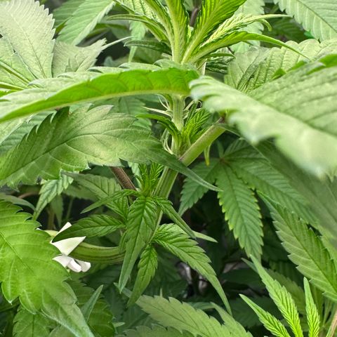 MiscxLAZ #22 C 42.33g growlog timeline photo