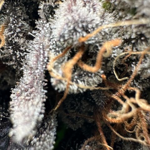 CxLAZ #11 50.28g growlog timeline photo