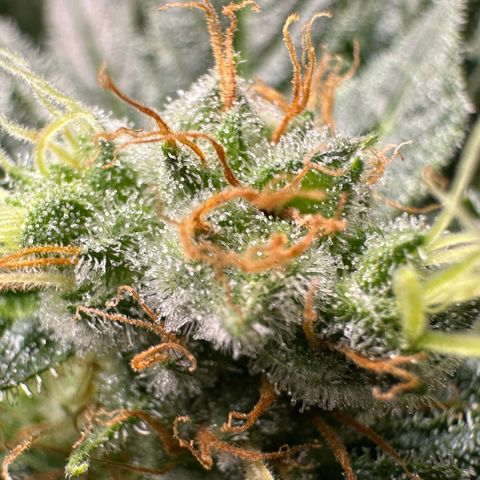 Fuel D.OG #1 Female 47.36g growlog timeline photo