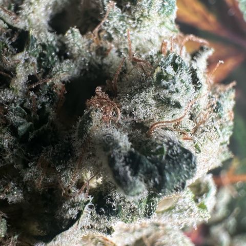 CxLAZ #15 52g growlog photo: Trim and put in grove bag, kind of dry.