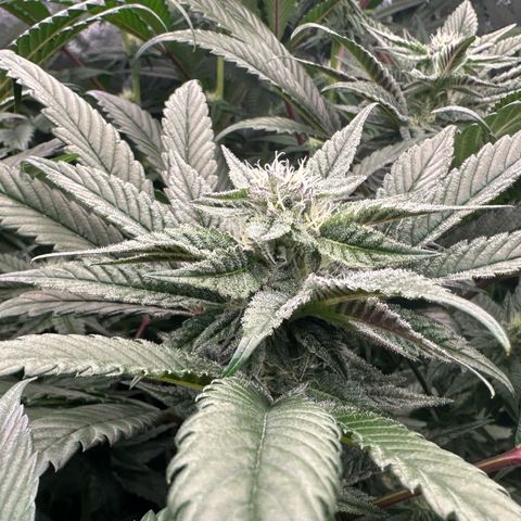 MiscxLAZ #22 C 42.33g growlog timeline photo