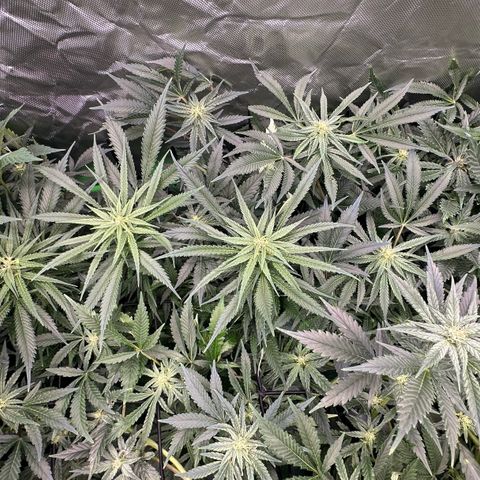 Fuel D.OG #1 Female 47.36g growlog timeline photo