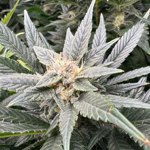 Fuel D.OG #2 Female 49.44g M growlog timeline photo