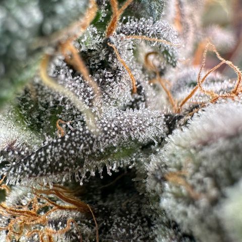 CxLAZ #14 53.59g growlog timeline photo