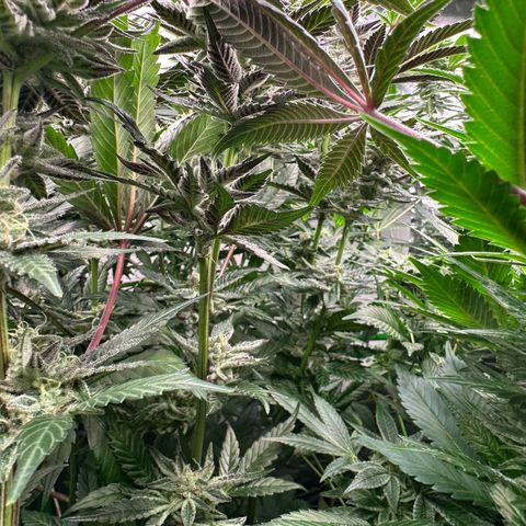 MiscxLAZ #22 C 42.33g growlog timeline photo