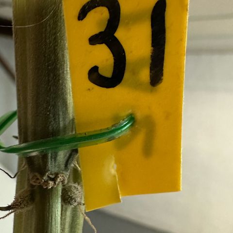 CxLAZ #31 58.75g growlog photo: Moved to plastic bag