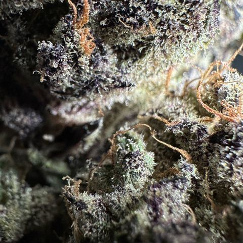 Misc x (LA Kush x Zkittles) #37 42.26g growlog timeline photo