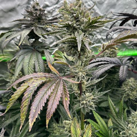 Misc x (LA Kush x Zkittles) #23 28.19g growlog timeline photo