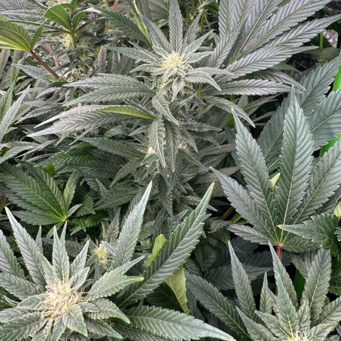 Fuel D.OG #2 Female 49.44g M growlog timeline photo