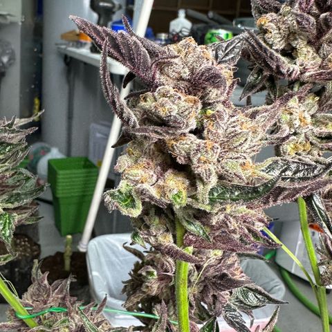 Misc x (LA Kush x Zkittles) #37 42.26g growlog photo: Harvest day