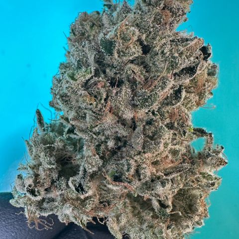 CxLAZ #15 52g growlog photo: Seeded bud