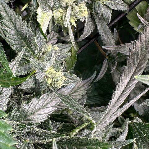 MiscxLAZ #08 C #1 growlog timeline photo