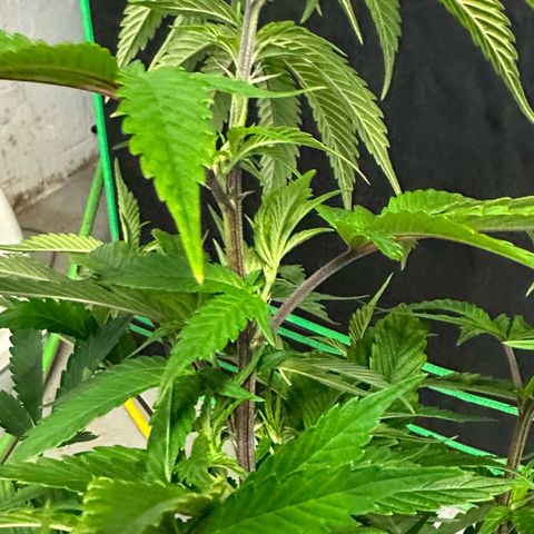 MiscxLAZ #29 C growlog timeline photo
