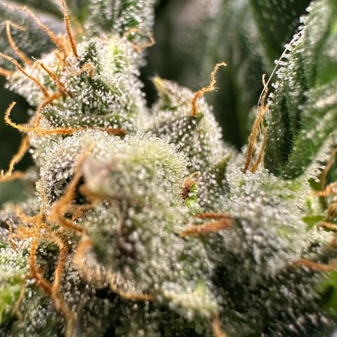 Auto Think Different  #3 growlog timeline photo