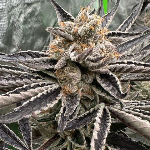 CxLAZ #11 50.28g growlog timeline photo
