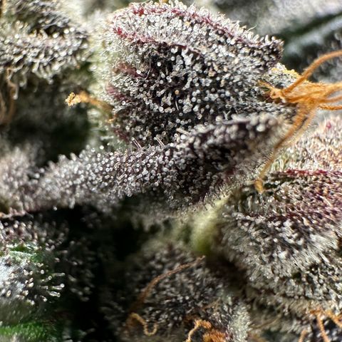 Misc x (LA Kush x Zkittles) #33 19.08g growlog timeline photo