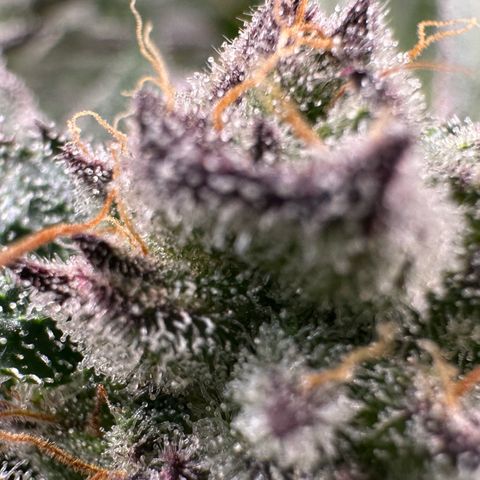 MiscxLAZ #22 C 42.33g growlog timeline photo