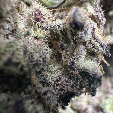 Misc x (LA Kush x Zkittles) #22 34.14g growlog timeline photo