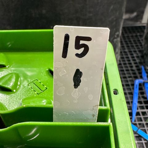 CxLAZ #15 C #1 growlog timeline photo