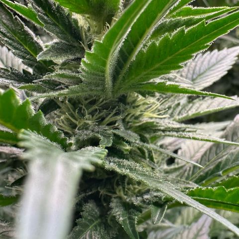 Fuel D.OG #1 Female 47.36g growlog timeline photo