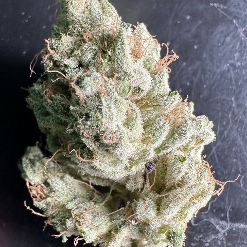 Misc x (LA Kush x Zkittles) #35 28.55g growlog timeline photo