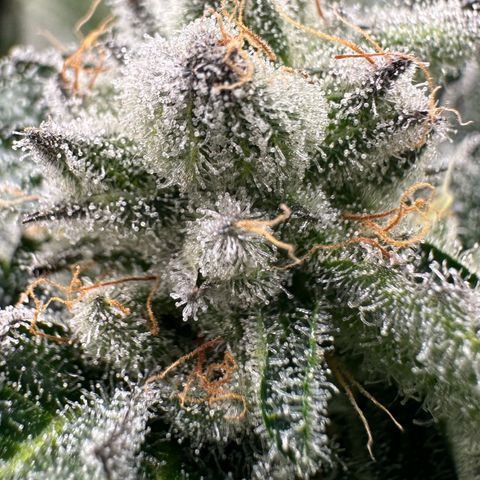 MiscxLAZ #29 C growlog timeline photo