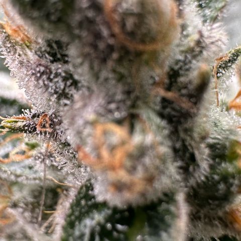 CxLAZ #06 growlog timeline photo