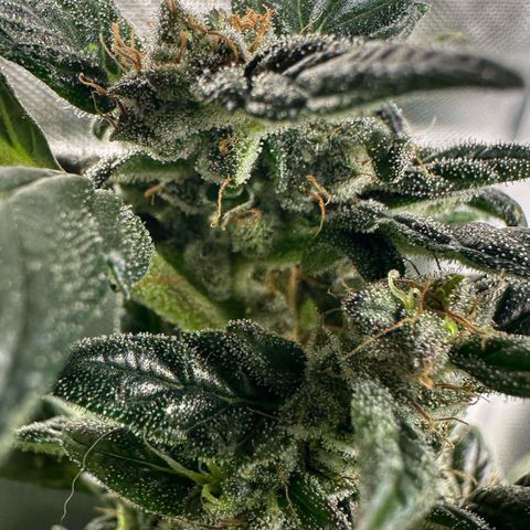 Auto Think Different  #3 growlog timeline photo