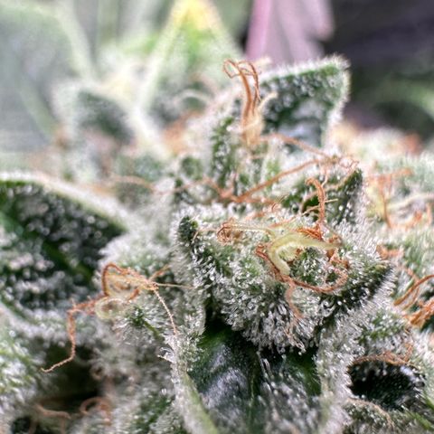 CxLAZ #20 13.7g growlog timeline photo