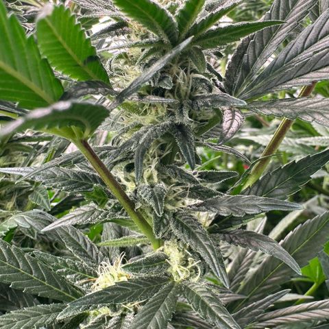 Fuel D.OG #2 Female 49.44g M growlog timeline photo
