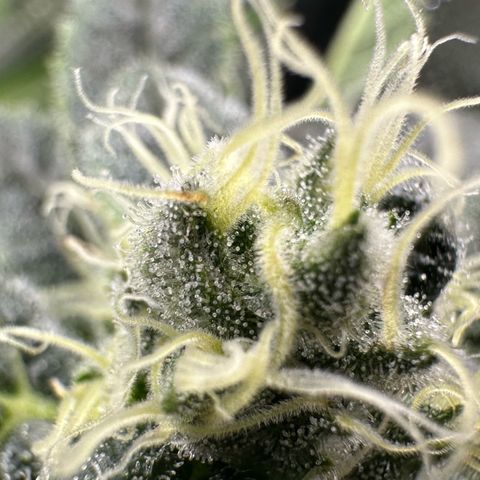 MiscxLAZ #08 C #1 growlog timeline photo