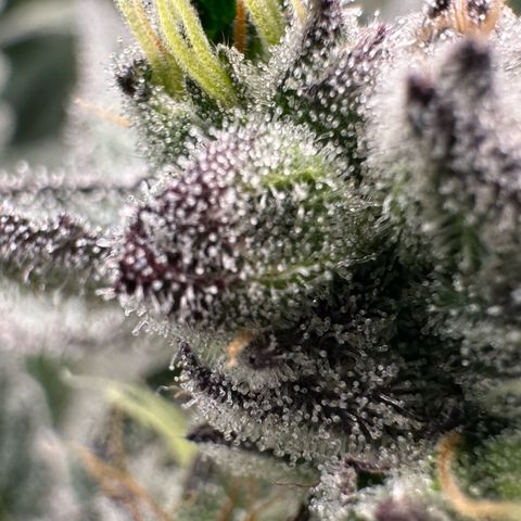 MiscxLAZ #22 C 42.33g growlog timeline photo