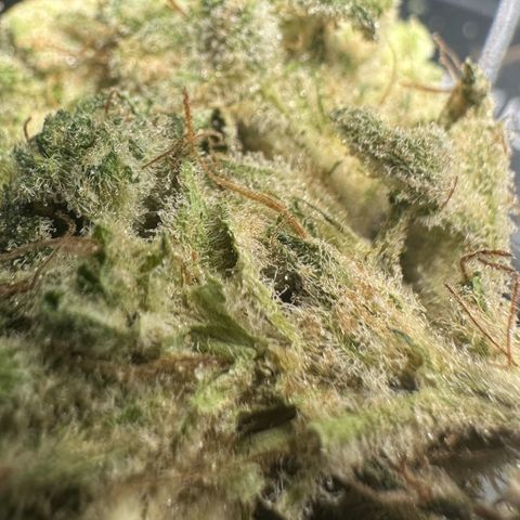 CxLAZ #15 52g growlog photo: Trim and put in grove bag, kind of dry.