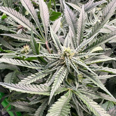 Fuel D.OG #2 Female 49.44g M growlog timeline photo