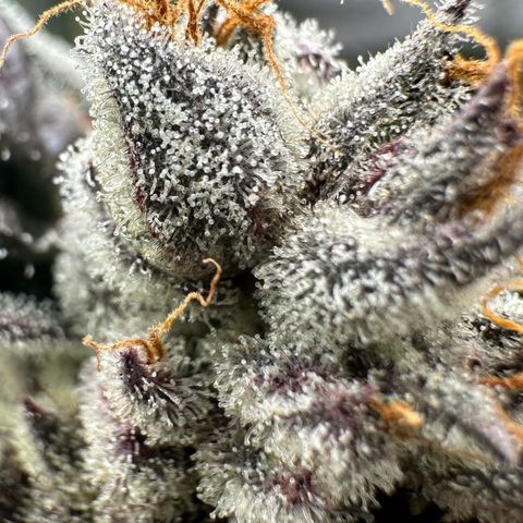 CxLAZ #03 45.52g growlog timeline photo