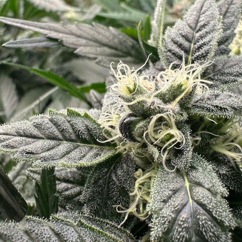 MiscxLAZ #08 C #1 growlog timeline photo