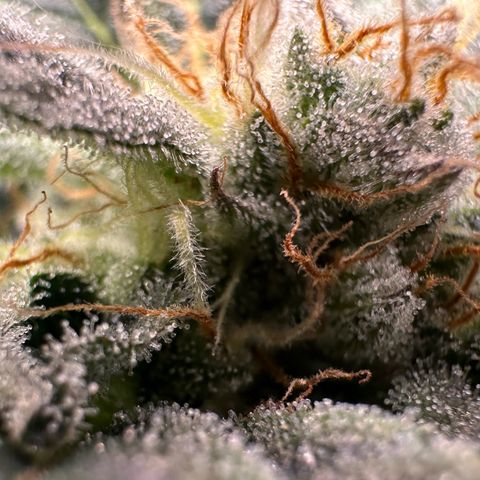 Fuel D.OG #2 Female 49.44g M growlog timeline photo