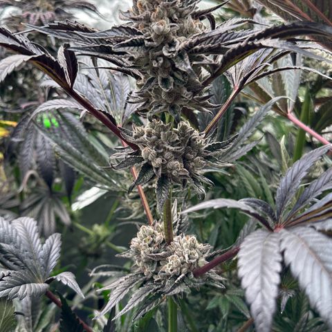 Misc x (LA Kush x Zkittles) #10 growlog timeline photo