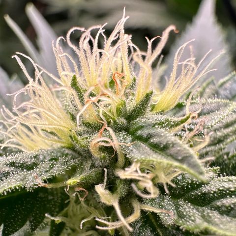 Fuel D.OG #1 Female 47.36g growlog timeline photo