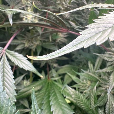 CxLAZ #03 C #1 58.58g growlog photo: Leaf tips curling up and dying 