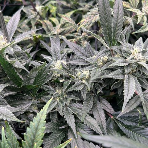MiscxLAZ #08 C #1 growlog timeline photo